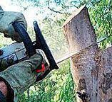 Trusted Covington, VA Tree Services Experts