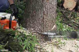 Best Tree Disease Treatment  in Covington, VA