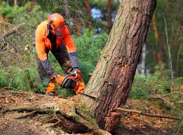 Best Tree Maintenance Programs  in Covington, VA