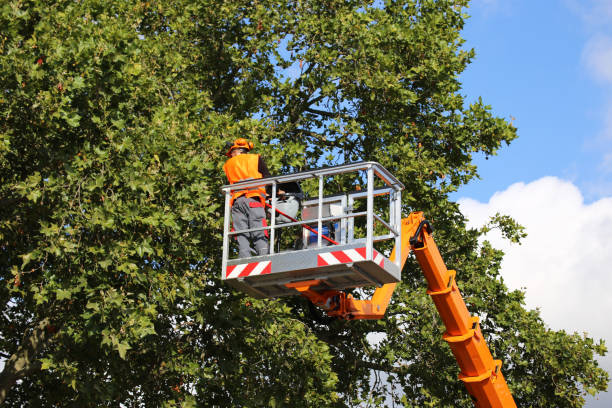 Best Hazardous Tree Removal  in Covington, VA