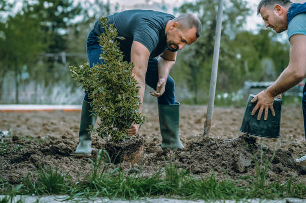 Best Commercial Tree Services  in Covington, VA