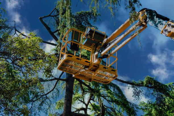 How Our Tree Care Process Works  in  Covington, VA
