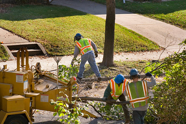 Best Emergency Tree Removal  in Covington, VA