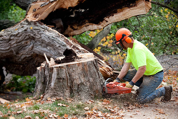 Best Stump Grinding and Removal  in Covington, VA