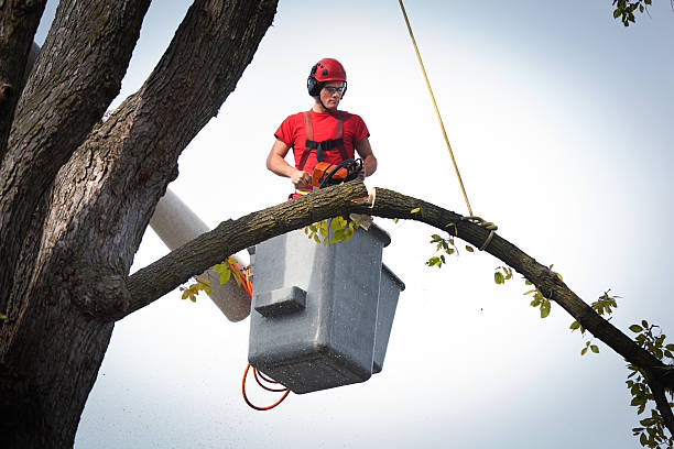 Best Fruit Tree Pruning  in Covington, VA