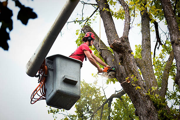 Best Utility Line Clearance  in Covington, VA
