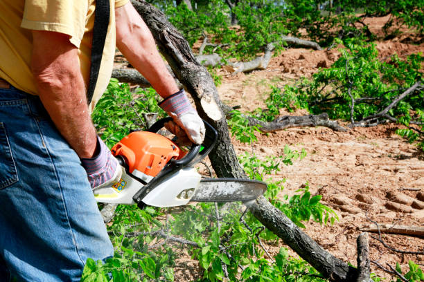 Lawn Grading and Leveling in Covington, VA